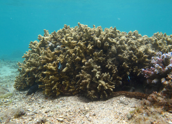  Porites cylindrica (Yellow Cylindrical Coral, Yellow Finger Coral, Jeweled Finger Coral, Cylindrical Porous Coral)